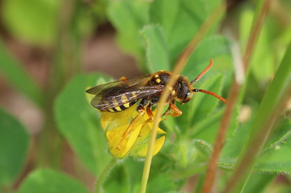 Nomada sexfasciata Panzer, 1799