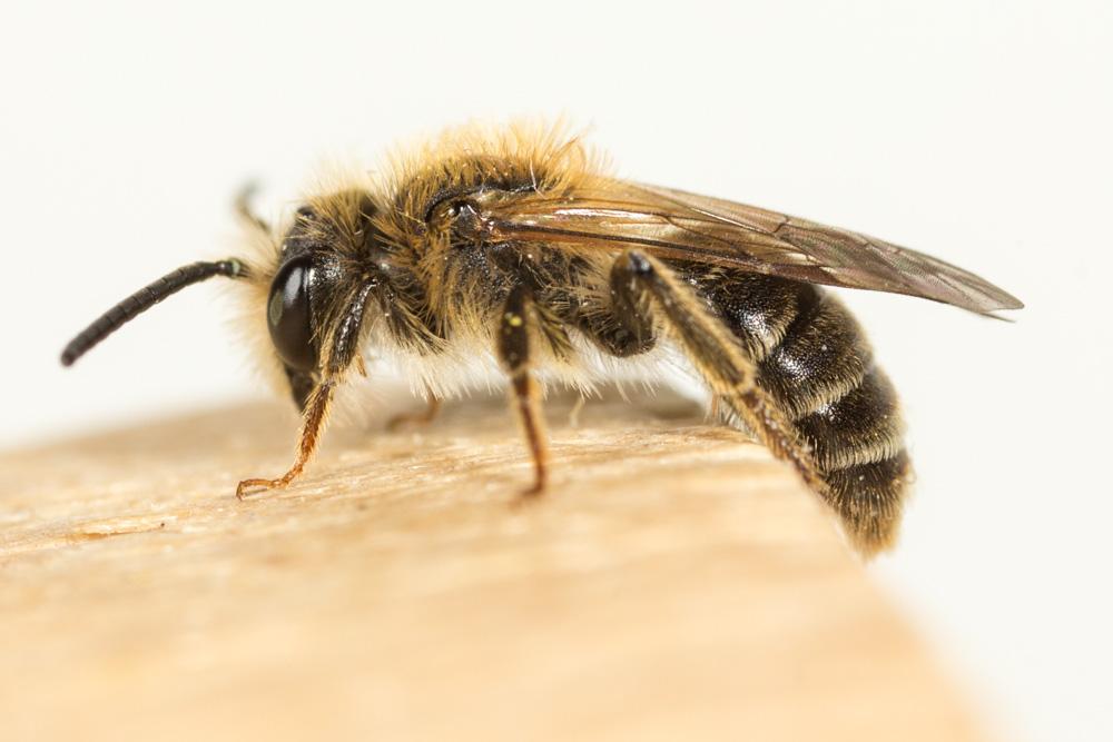  Andrena Fabricius, 1775