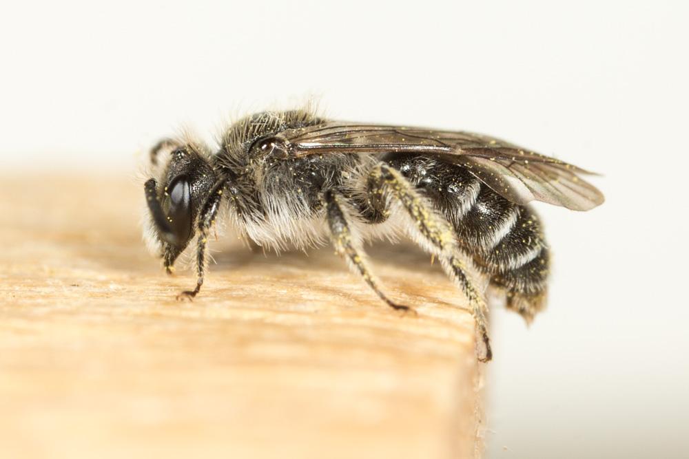 Andrena Fabricius, 1775