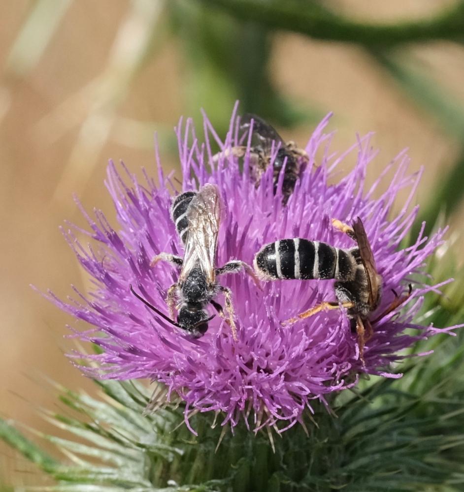 Halictidae Thomson, 1869