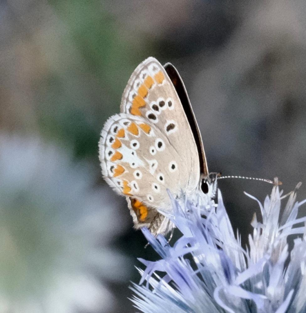 Collier-de-corail (Le), Argus brun (L') Aricia agestis (Denis & Schiffermüller, 1775)