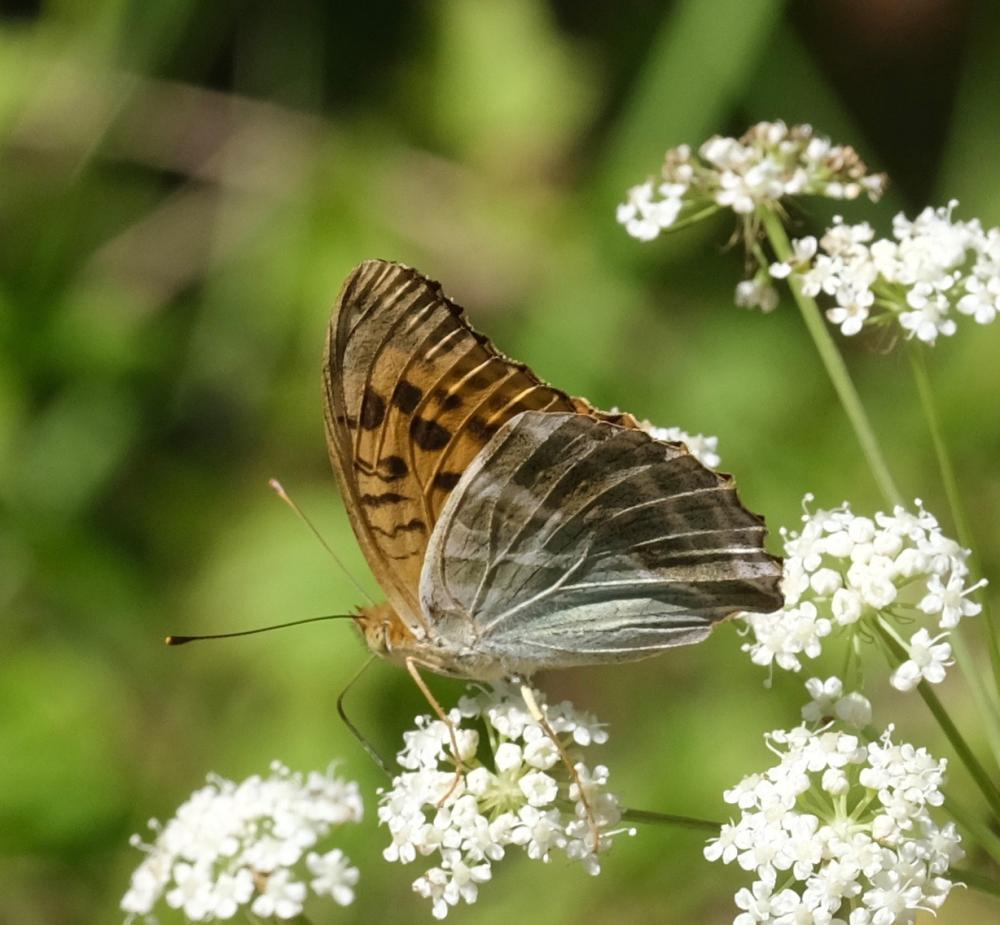 Le Tabac d'Espagne (Le), Nacré vert (Le), Barre argen Argynnis paphia (Linnaeus, 1758)