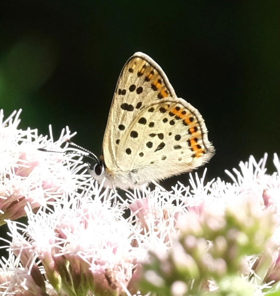 Le Cuivré fuligineux (Le), Argus myope (L'), Polyomma Lycaena tityrus (Poda, 1761)