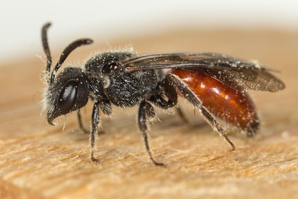 Le  Sphecodes majalis Pérez, 1903