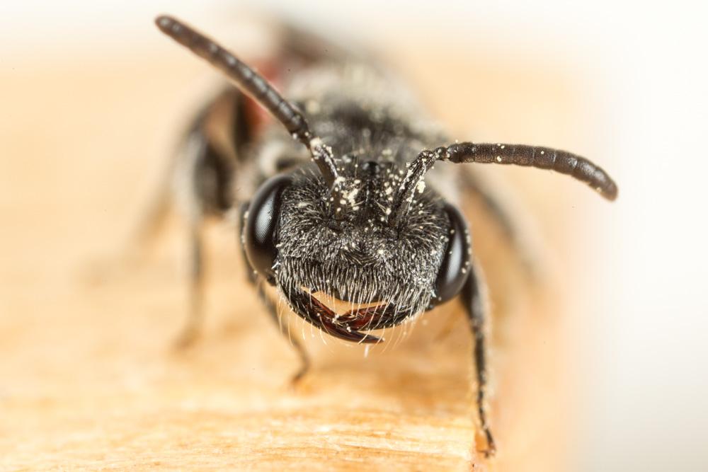 Le  Sphecodes majalis Pérez, 1903