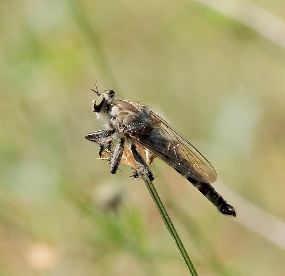 Le  sp. Asilidae Latreille, 1802 sp.