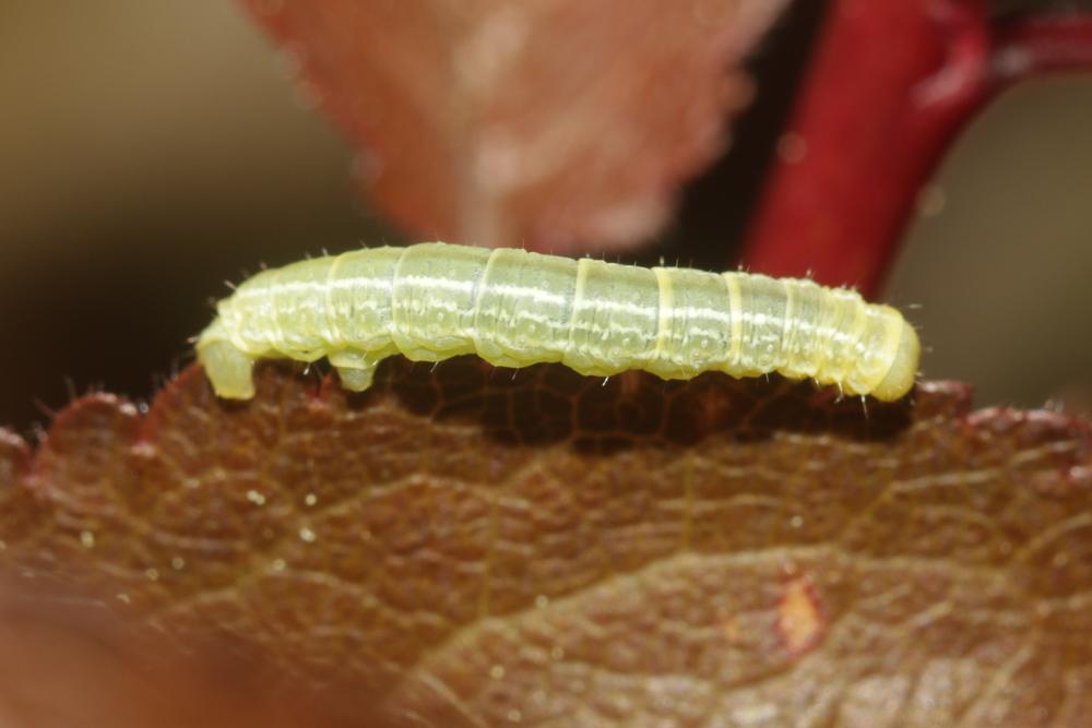 Cheimatobie hiémale (La), Phalène brumeuse (La) Operophtera brumata (Linnaeus, 1758)