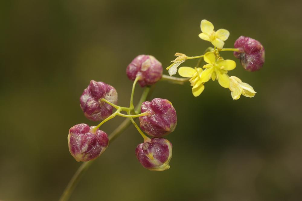Contarinia nasturtii (Kieffer, 1888)