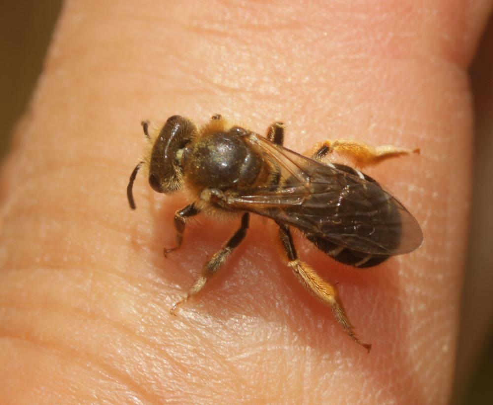 Halictus rubicundus (Christ, 1791)
