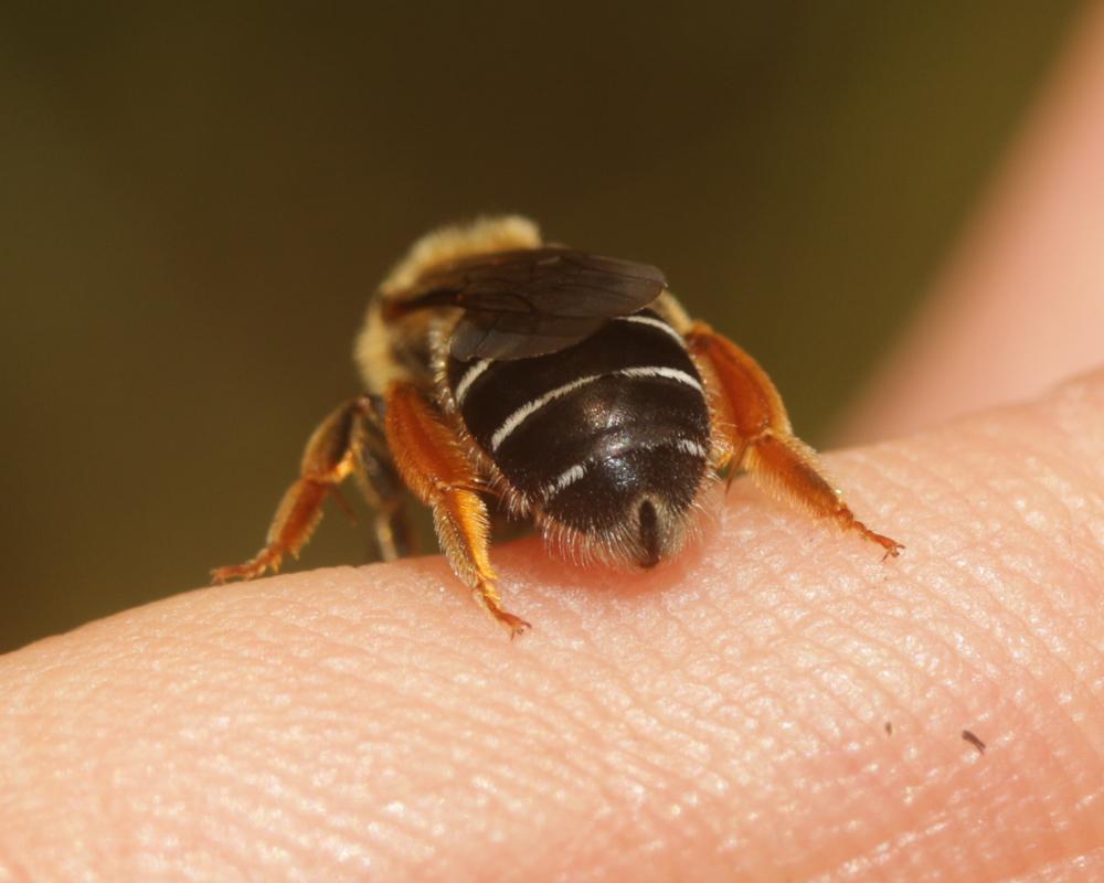 Le  Halictus rubicundus (Christ, 1791)