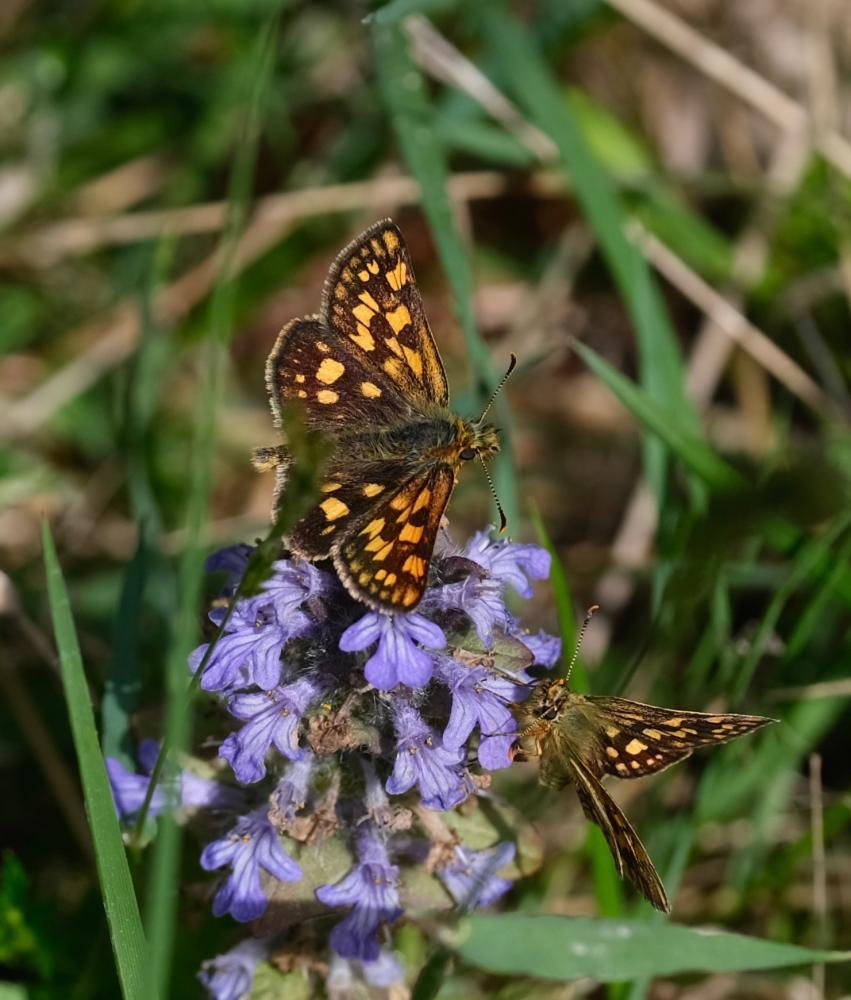 Hespérie du Brome (L'), Échiquier (L'), Palémon (L Carterocephalus palaemon (Pallas, 1771)