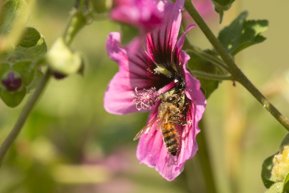 Abeille domestique, Abeille européenne, Abeille me Apis mellifera Linnaeus, 1758
