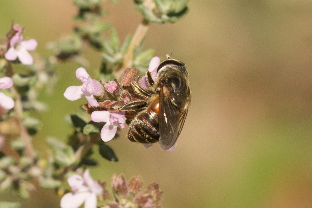 Le  sp. Eumerus Meigen, 1822 sp.