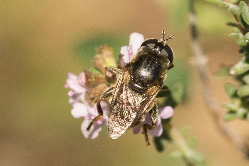Le  sp. Eumerus Meigen, 1822 sp.