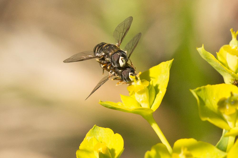 Le  sp. Paragus Latreille, 1804 sp.