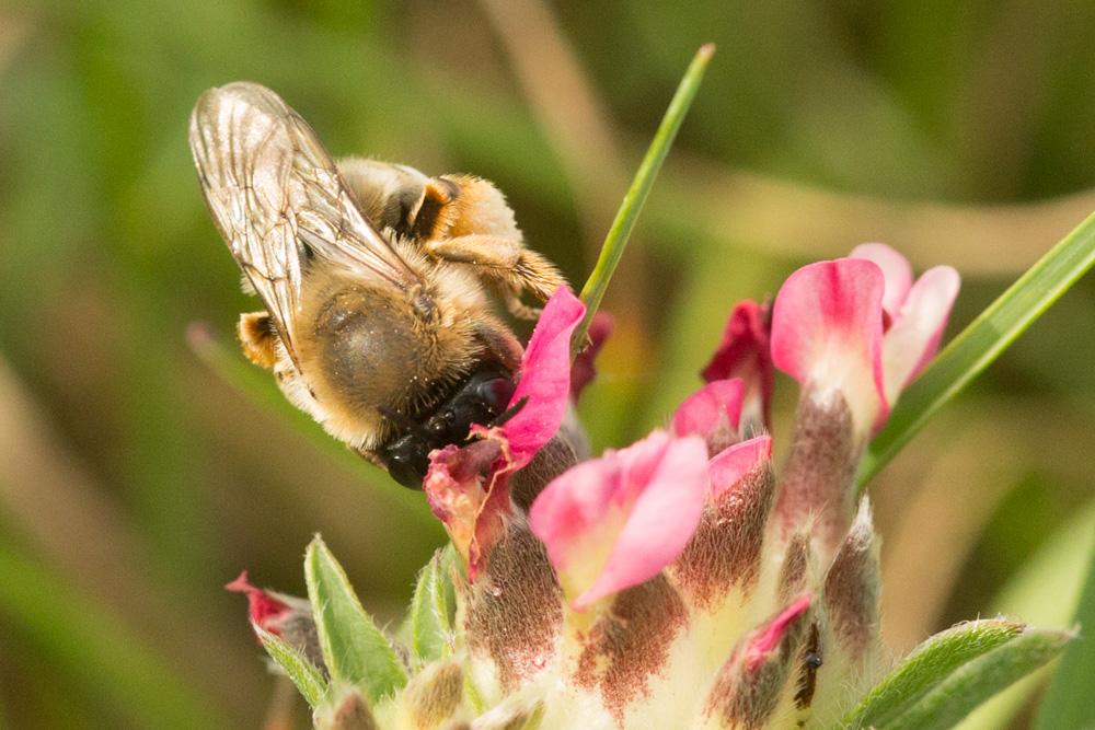 Eucera Scopoli, 1770