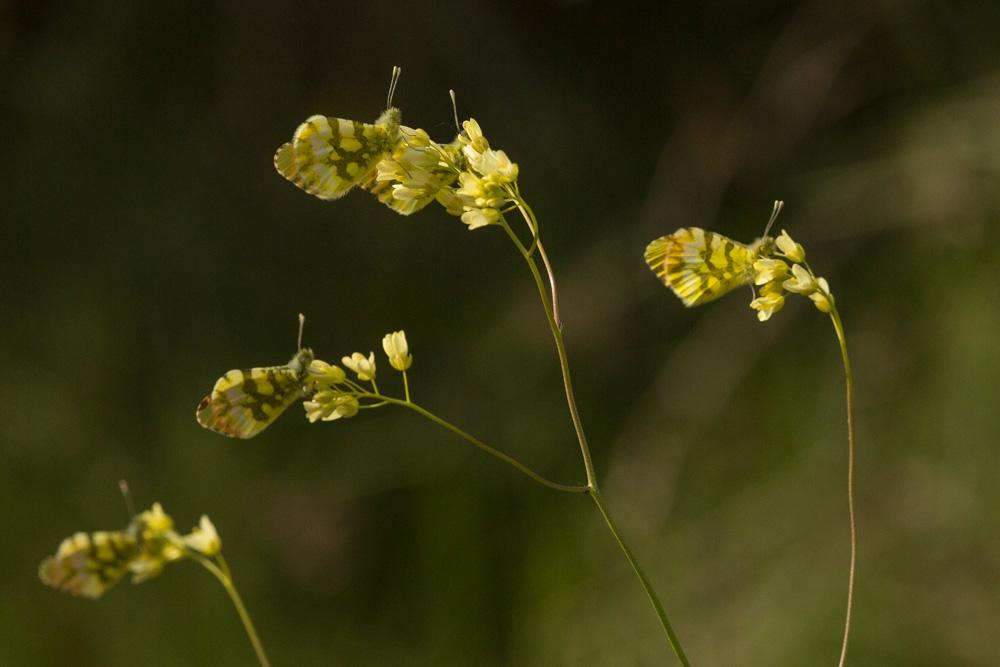 Aurore de Provence (L') Anthocharis euphenoides Staudinger, 1869