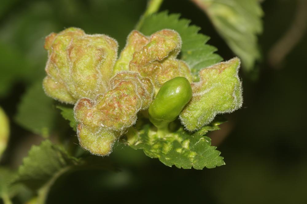 Tetraneura ulmi (Linnaeus, 1758)