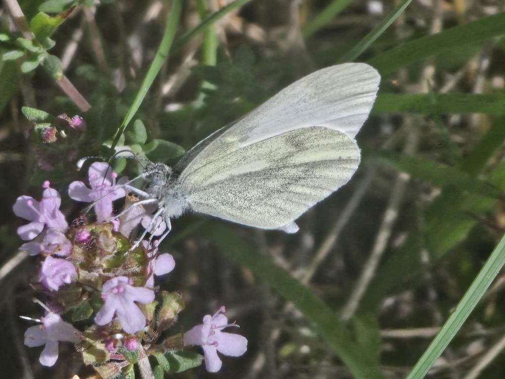 Leptidea Billberg, 1820
