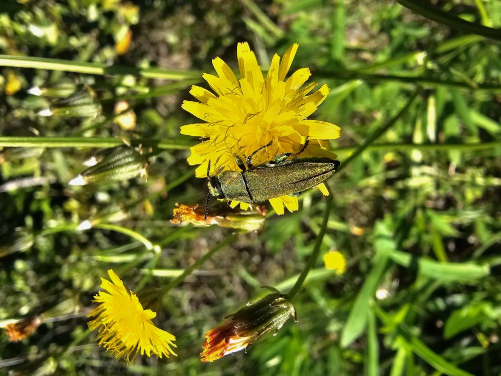 Bupreste hongrois Anthaxia hungarica (Scopoli, 1772)
