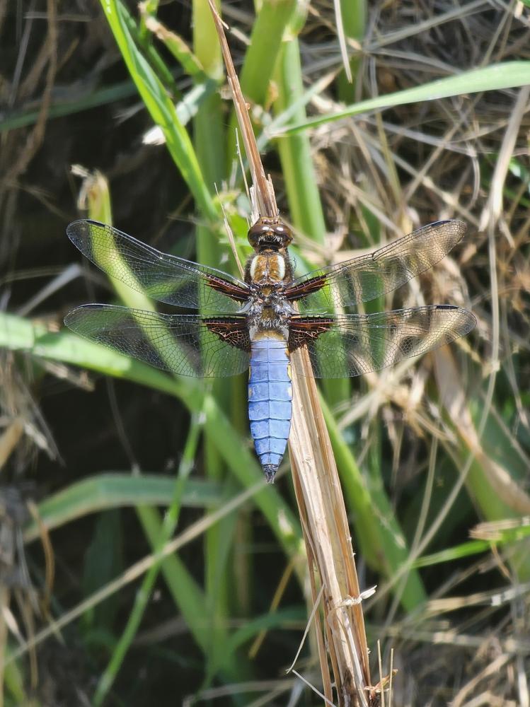Libellule déprimée (La) Libellula depressa Linnaeus, 1758