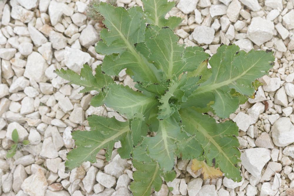 Pavot somnifère, Pavot officinal Papaver somniferum L., 1753