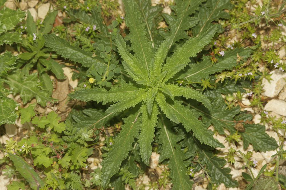 Molène blattaire, Herbe aux mites Verbascum blattaria L., 1753