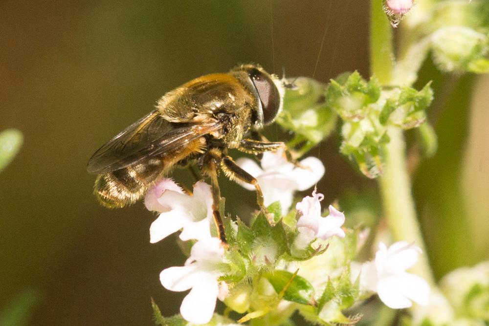 Le  sp. Eumerus Meigen, 1822 sp.