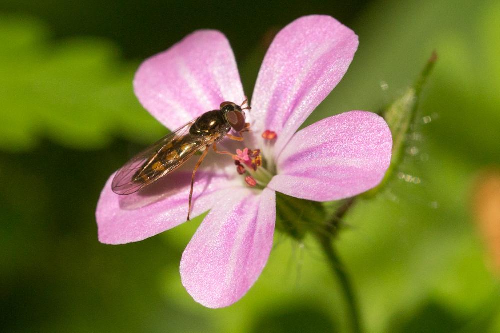 La  Melanostoma mellinum (Linnaeus, 1758)