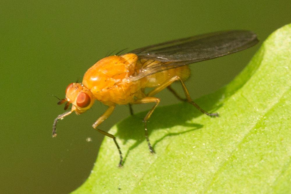 Dryomyza flaveola (Fabricius, 1794)
