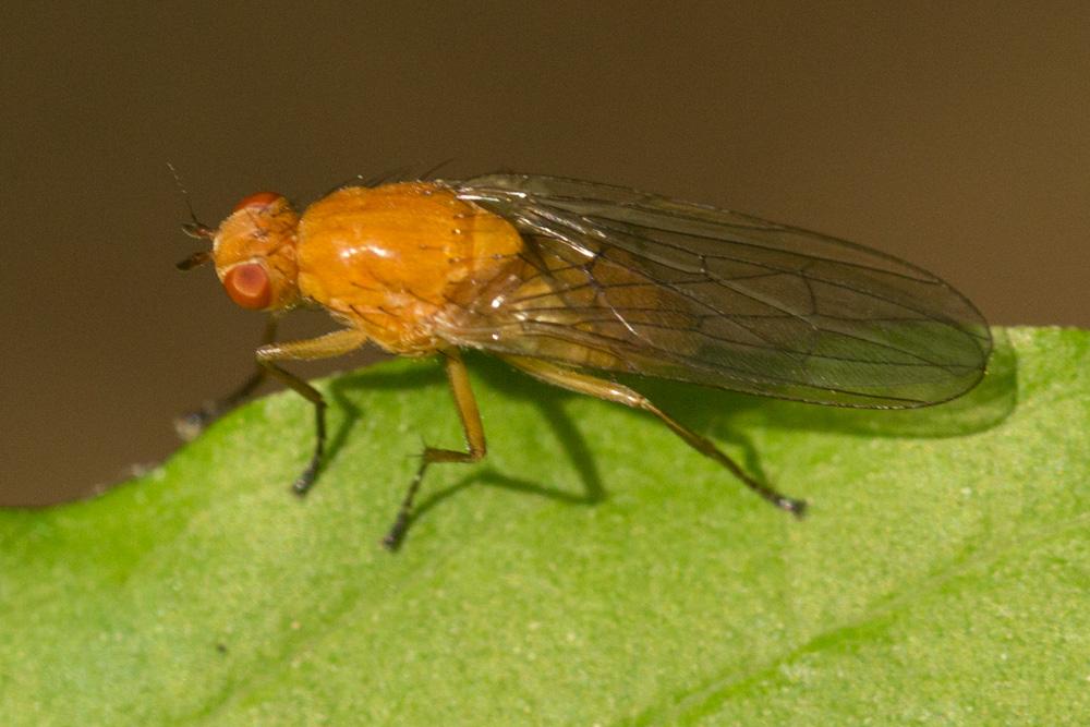 Dryomyza flaveola (Fabricius, 1794)