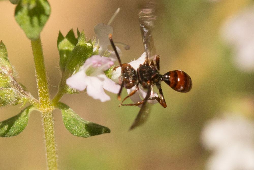 Nomada Scopoli, 1770