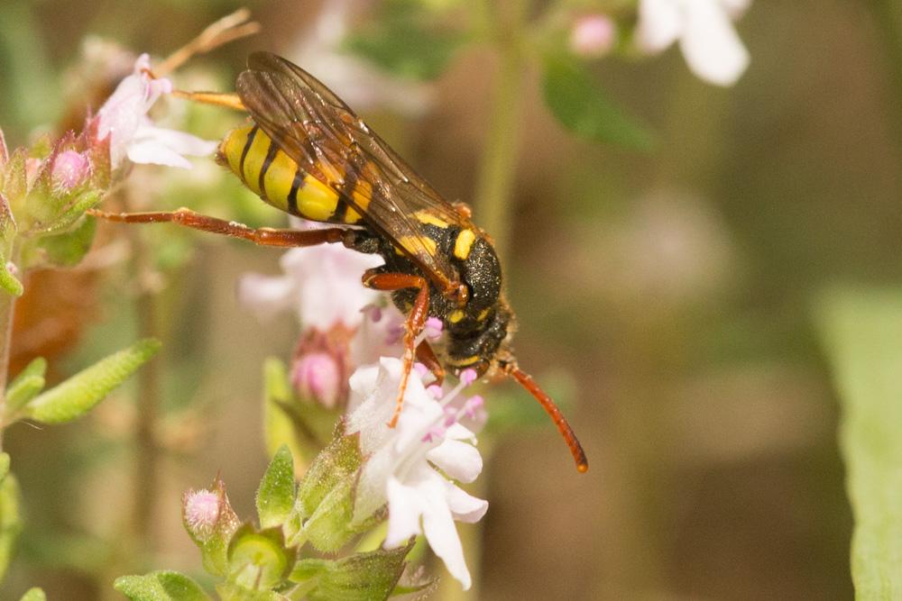 Nomada mutica Morawitz, 1872