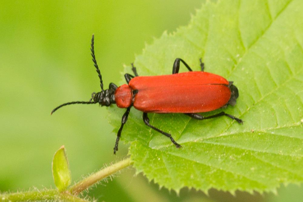Cardinal, Pyrochore écarlate Pyrochroa coccinea (Linnaeus, 1760)
