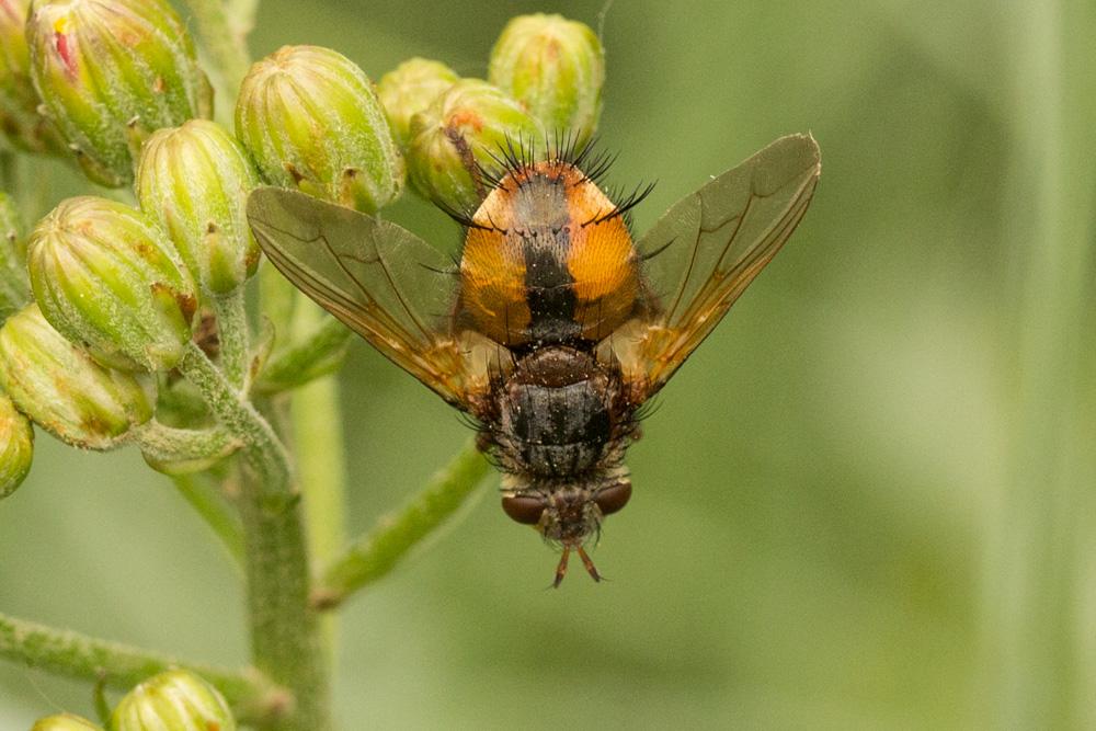 Le  sp. Tachina Meigen, 1803 sp.