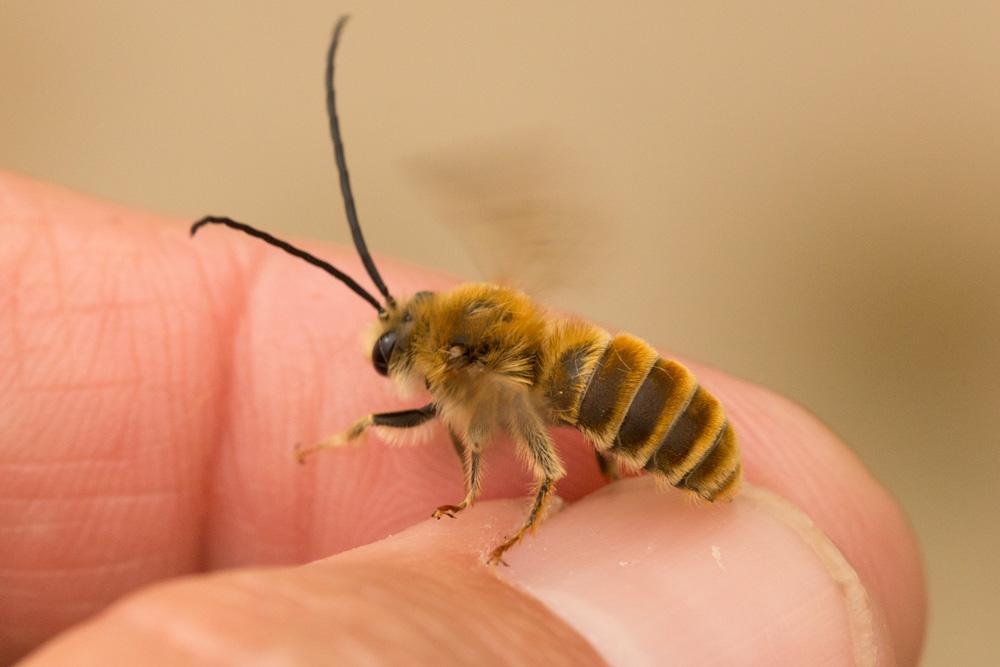 Eucère dorée Eucera chrysopyga Pérez, 1879