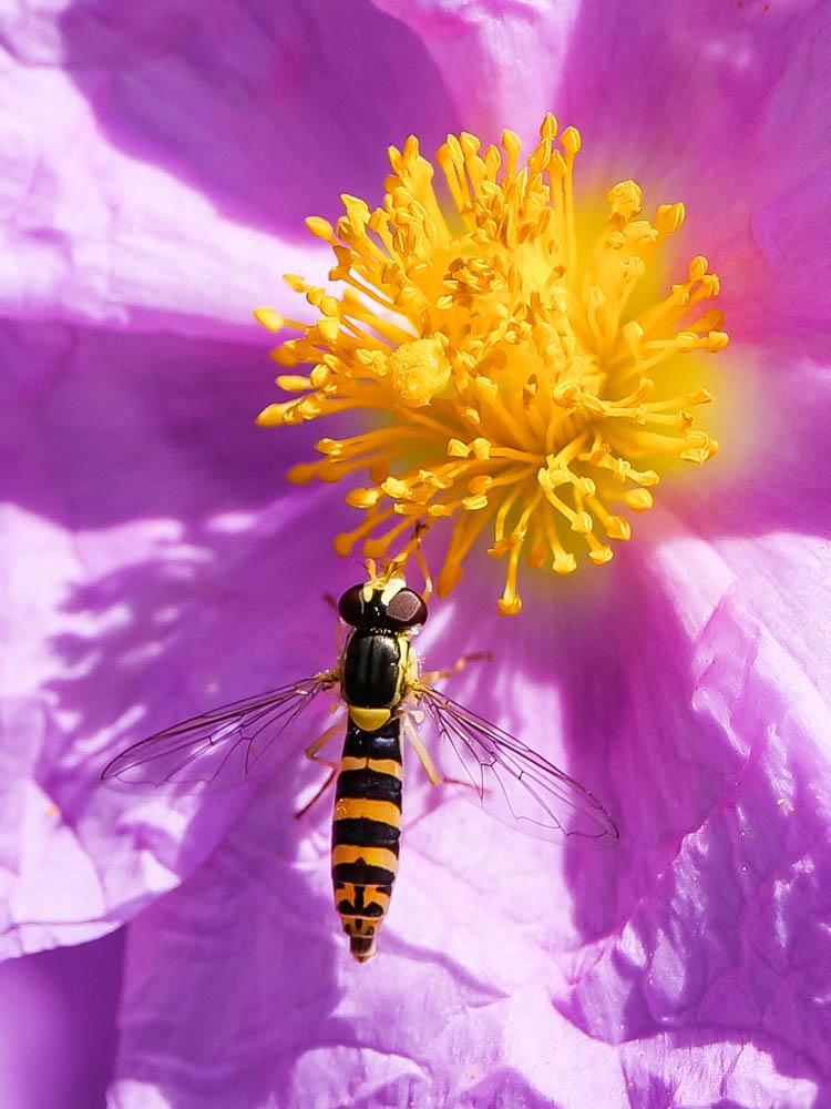 Sphaerophoria scripta (Linnaeus, 1758)