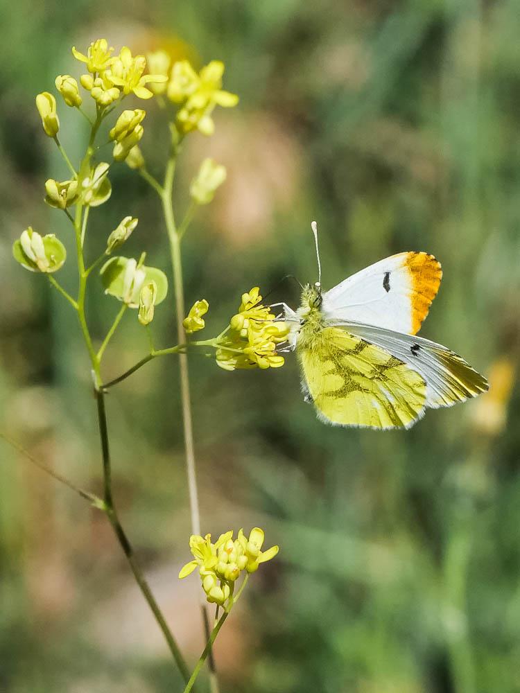 Aurore de Provence (L') Anthocharis euphenoides Staudinger, 1869