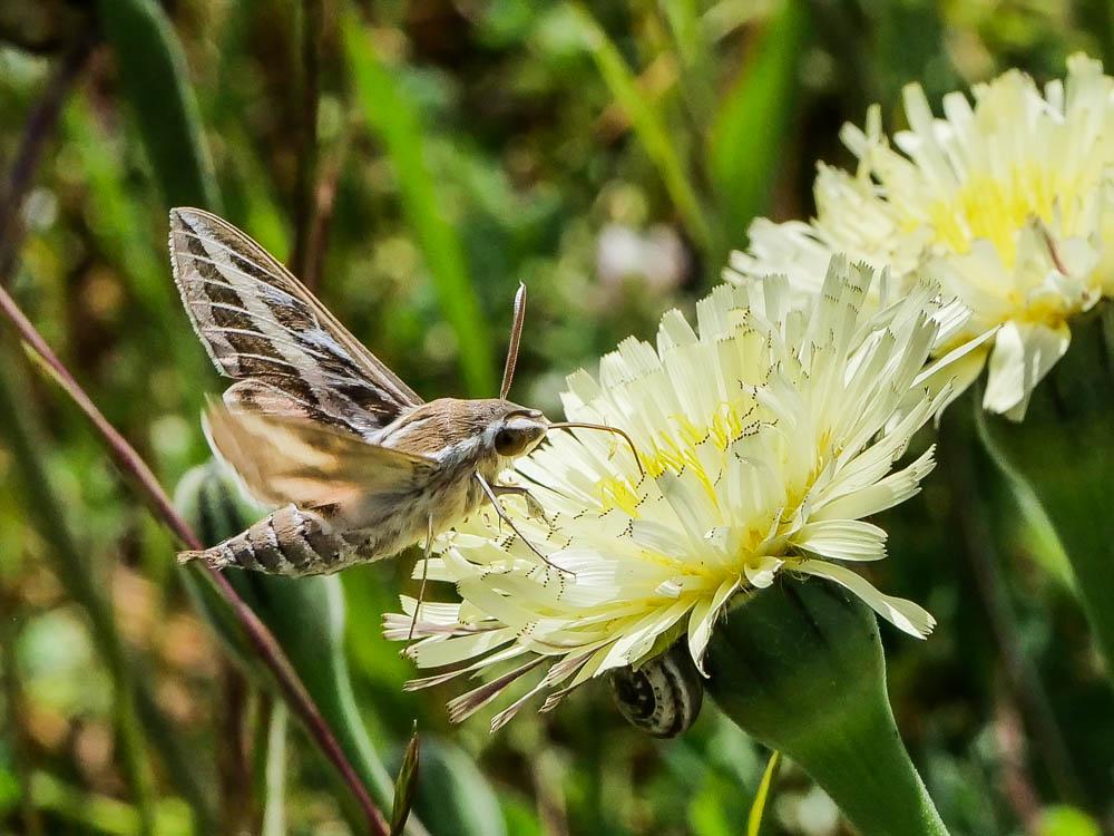 Sphinx livournien (Le) Hyles livornica (Esper, 1780)