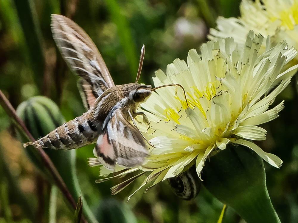 Sphinx livournien (Le) Hyles livornica (Esper, 1780)