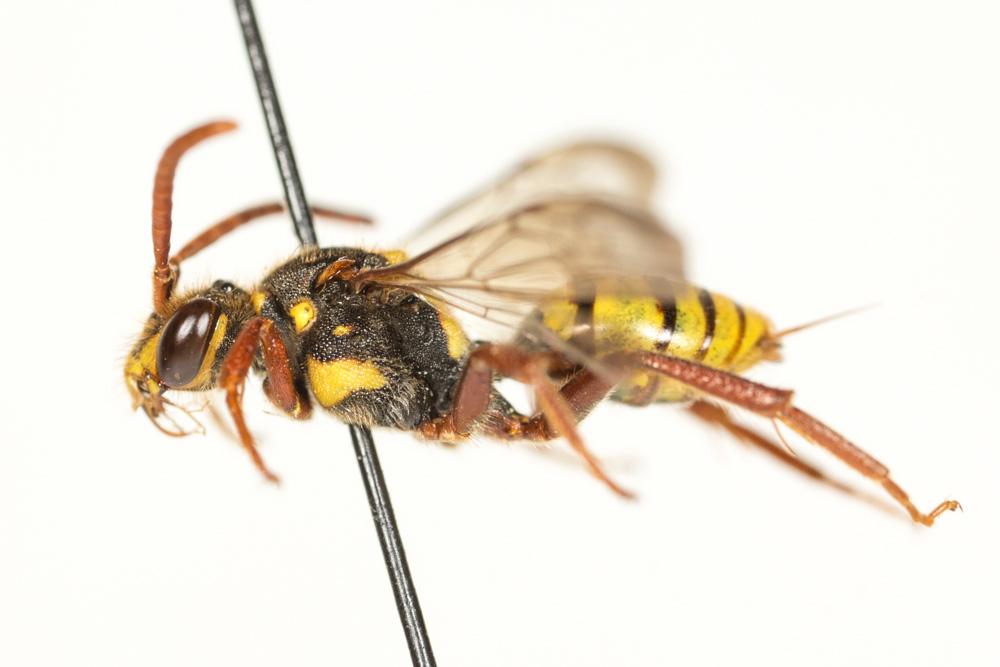 Nomada mutica Morawitz, 1872