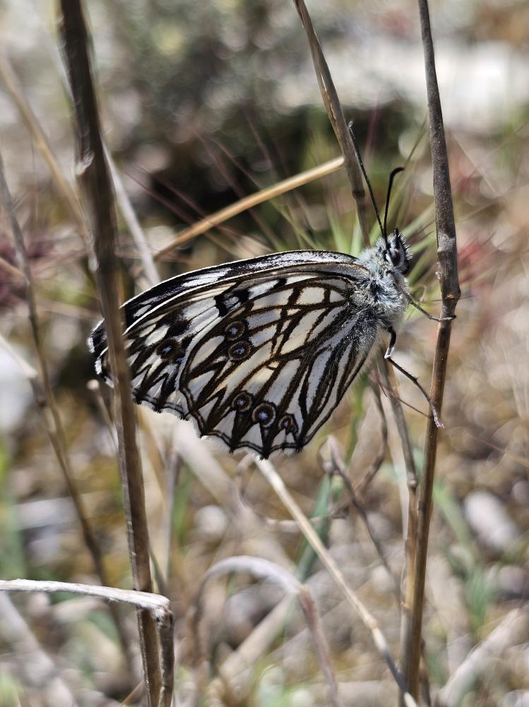Demi-Deuil (Le), Échiquier (L'), Échiquier commun Melanargia galathea (Linnaeus, 1758)