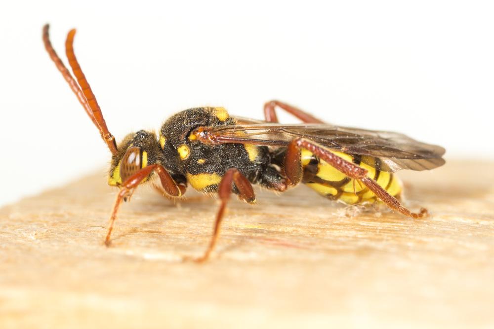 Nomada mutica Morawitz, 1872