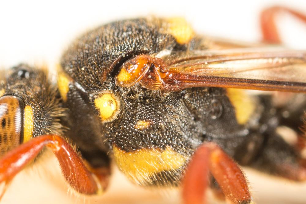 Nomada mutica Morawitz, 1872