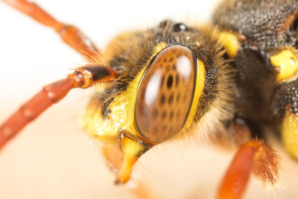 Nomada mutica Morawitz, 1872