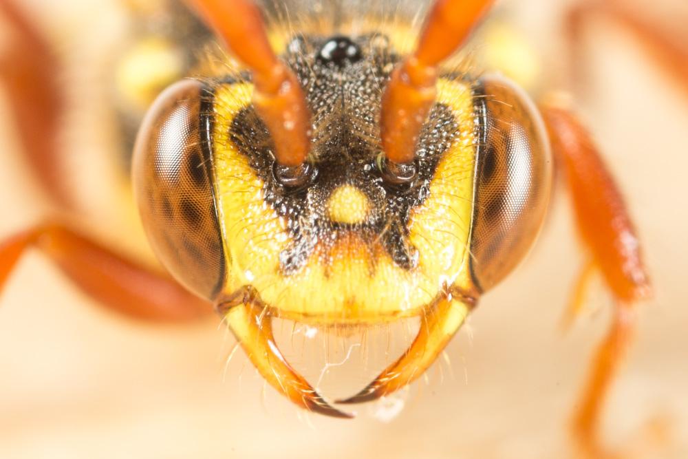 Nomada mutica Morawitz, 1872