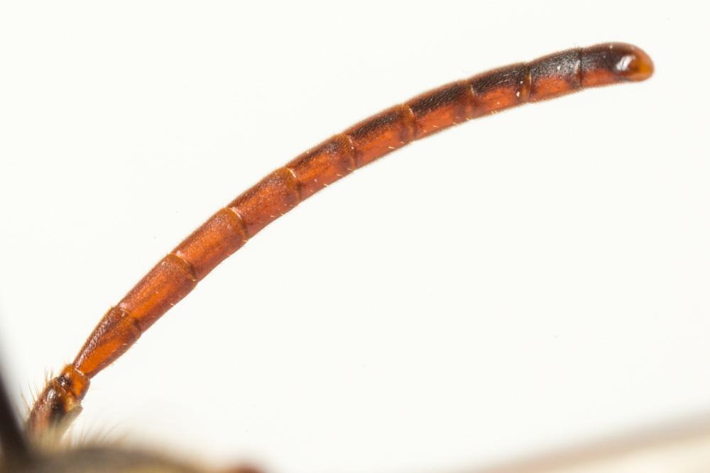 Nomada mutica Morawitz, 1872