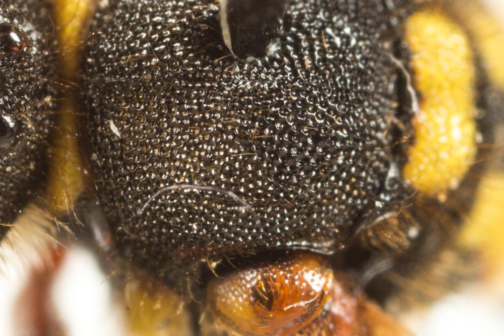 Nomada mutica Morawitz, 1872