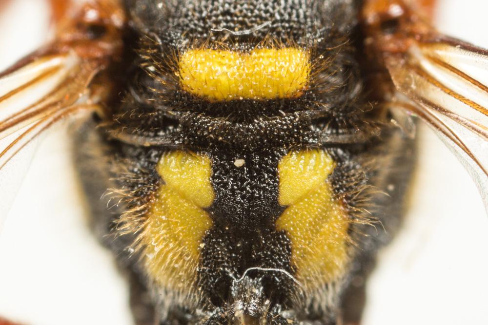 Nomada mutica Morawitz, 1872