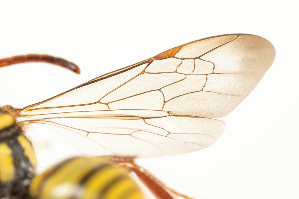 Nomada mutica Morawitz, 1872